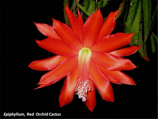 Red Orchid Cactus