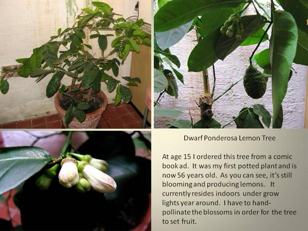 Dwarf Ponderosa lemon tree