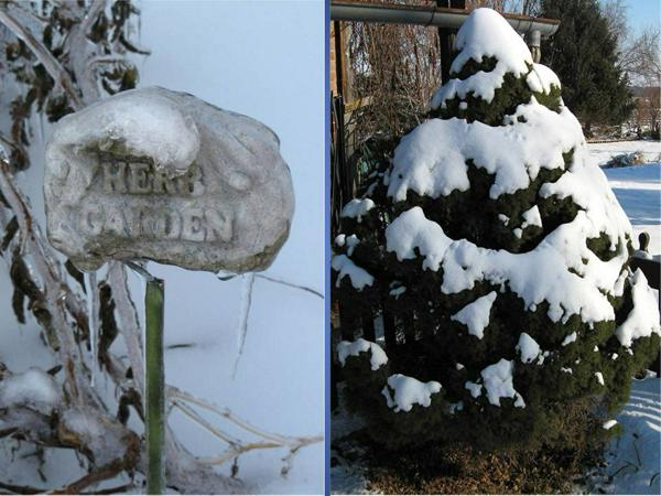 Winter-Herb garden & Dwarf Alberta spruce