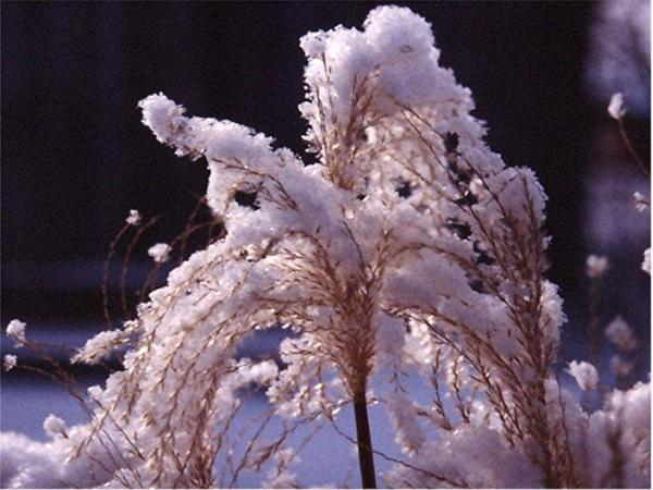 Winter-Snowy plumes of Miscanthus malepartus