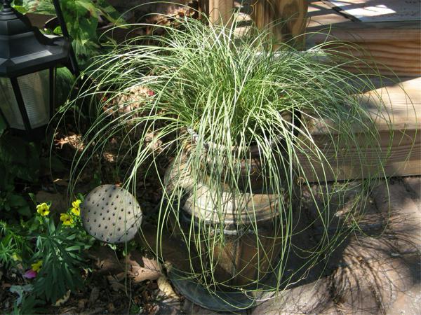 Watering can with Amazon Mist Sedge