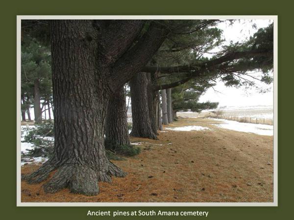 Pines-South Amana cemetery