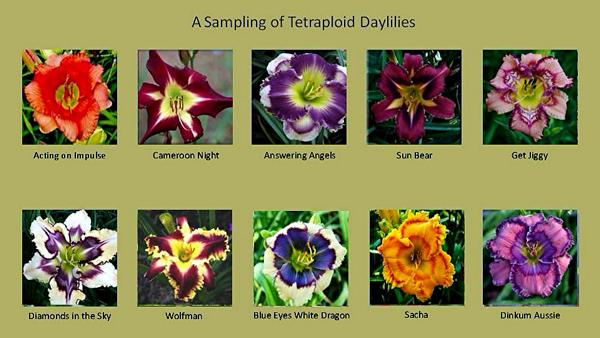 Blog-A sampling of tetraploid daylilies