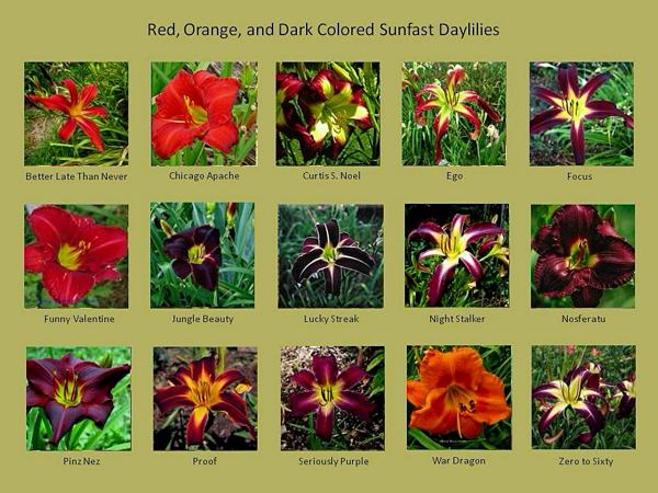 Blog-Sunfast daylilies-dark