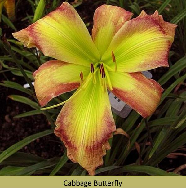 Daylily Cabbage Butterfly