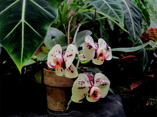 Orchid in tropical garden2