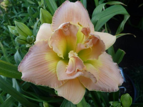 Daylily A Gift for Treva