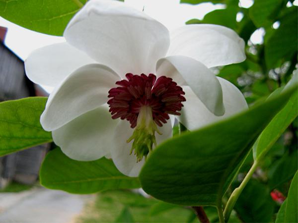 Magnolia seboldii