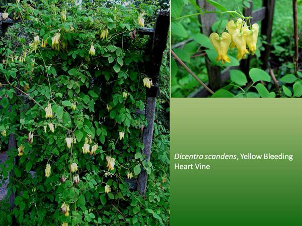 Yellow bleeding heart vine