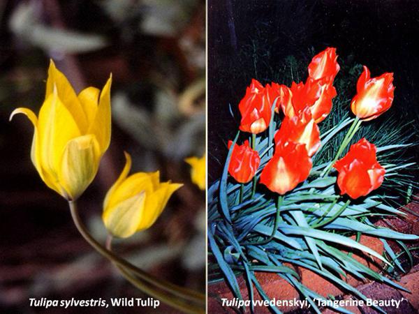 Tulipa sylvestris and Tulipa vvedenskyi