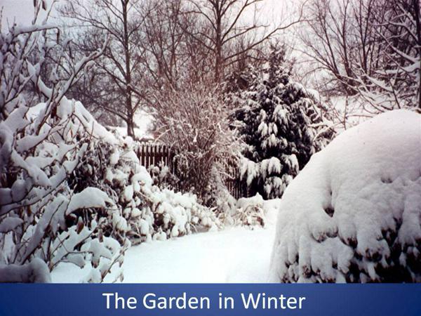 The Garden in Winter