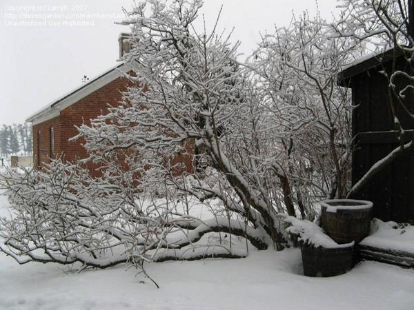 Winter-Back patio with snowy lilac