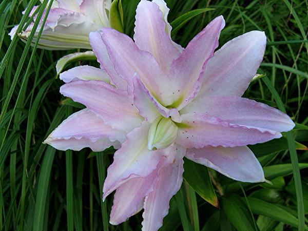 Double oriental lily