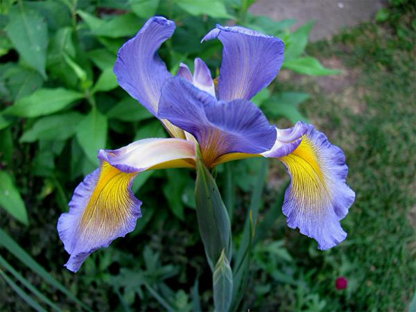 Spuria iris