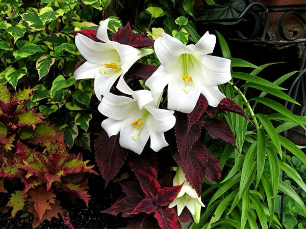Easter lilies and coleus