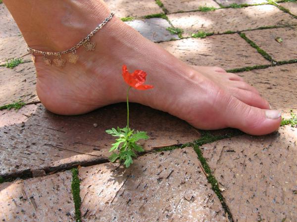 Poppy with foot