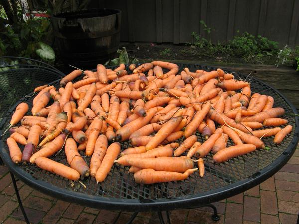 Carrot harvest 09
