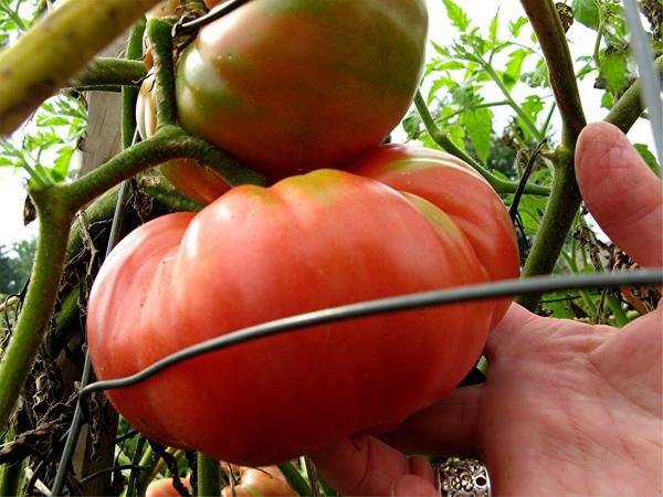 Winsall tomato