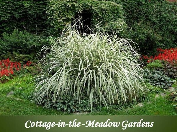 Cottage in the Meadow Gardens main photo
