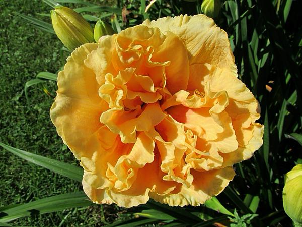 Peony Display