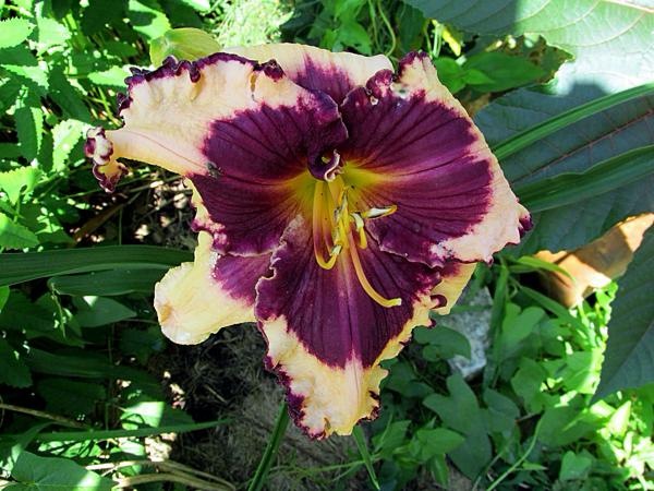 Sabine Baur