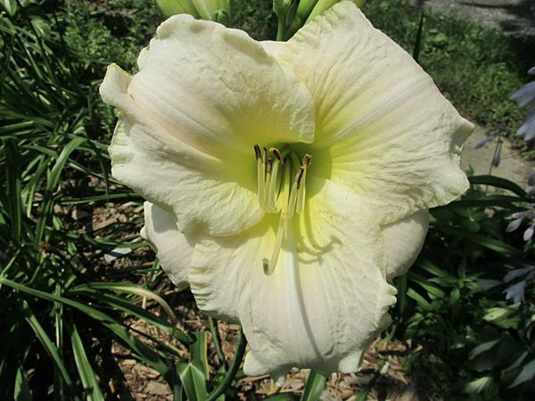 White Perfection