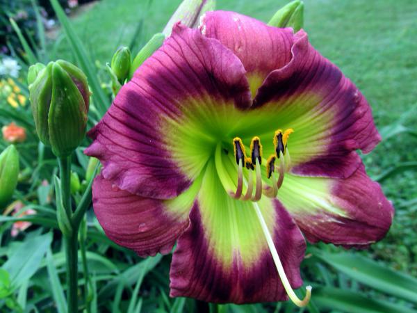 Seedling 11-004