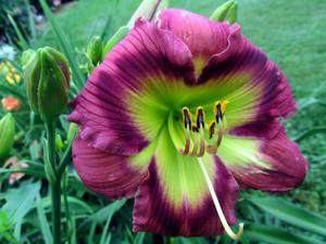 Seedling 11-004