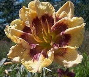 Bob Faulkner seedling 11-018