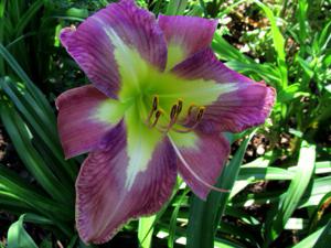 Daylily Aerial Applique