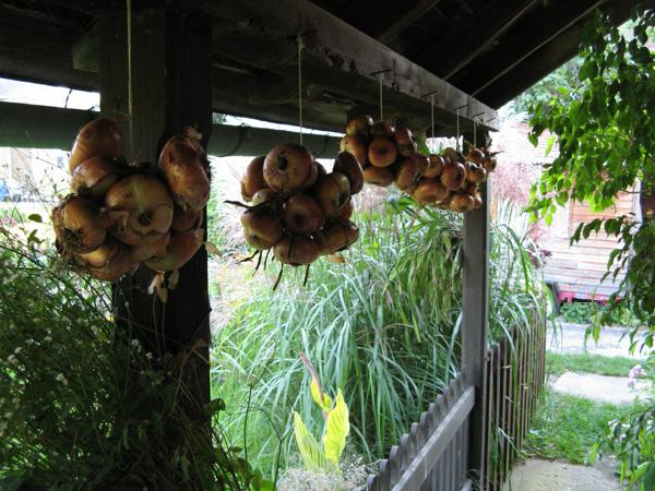 Ebenezer Onions under KS porch