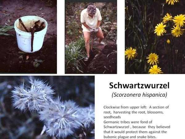 Schwartzwurzel photos and info