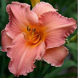 Pearce Seedling 98-07-04