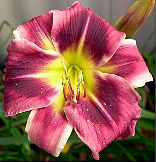 Gregory seedling
