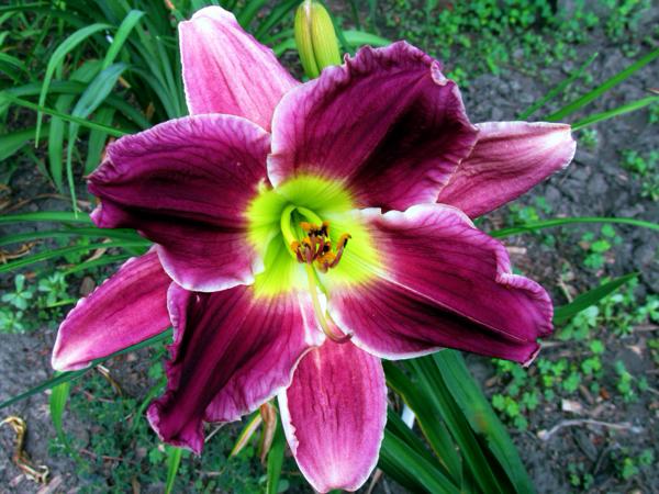 Purple Petaloid