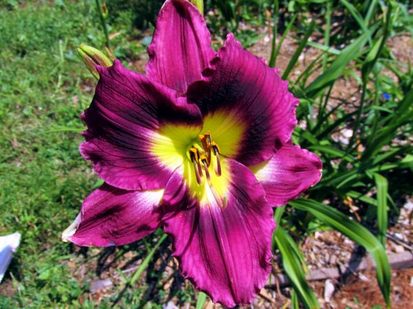 My Seedling Appl Dump X Plan Max X Tex Kaleido