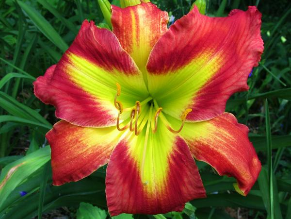Seedling HB10-16 Manning 607 (2)