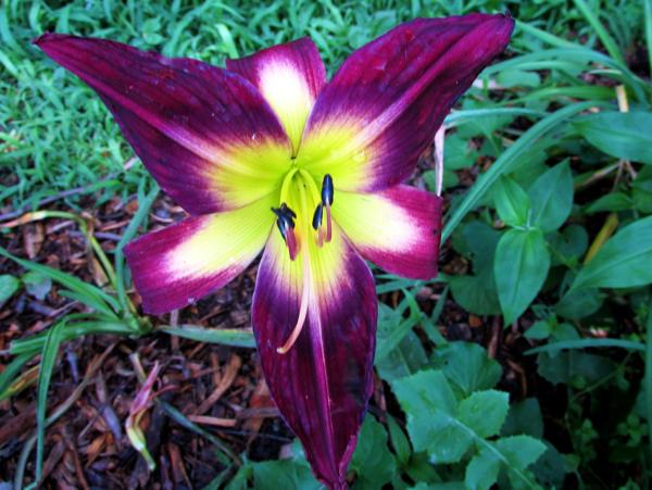 My seedling Laura Har X Smo Scr 1