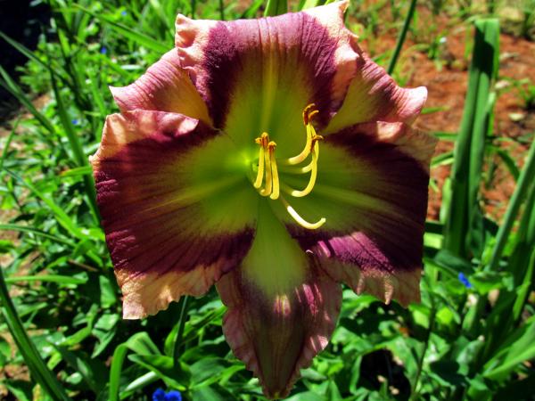 My seedling Mala Pri X Smo Scr 3