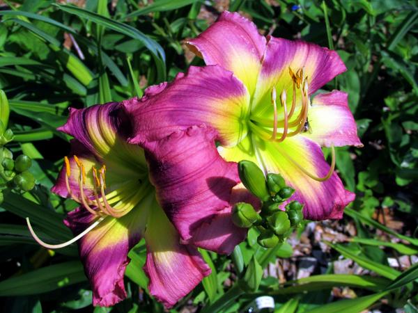 My seedling Mala Pri X Smo Scr4