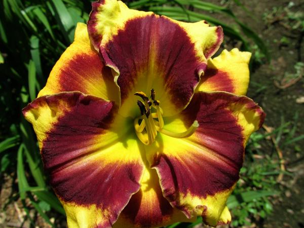 My seedling New Paradigm X Eye of Horus (2)