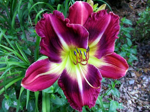 My Seedling Emer Starb X Kalei Intr Garden name-White Flash