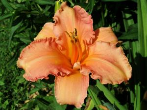 Seedling CMG 110