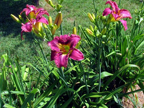 My Seedling Starburst Fantasy X Stone Palace Spotlight