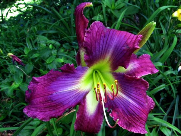 My Seedling Stargate Portal X Unknown