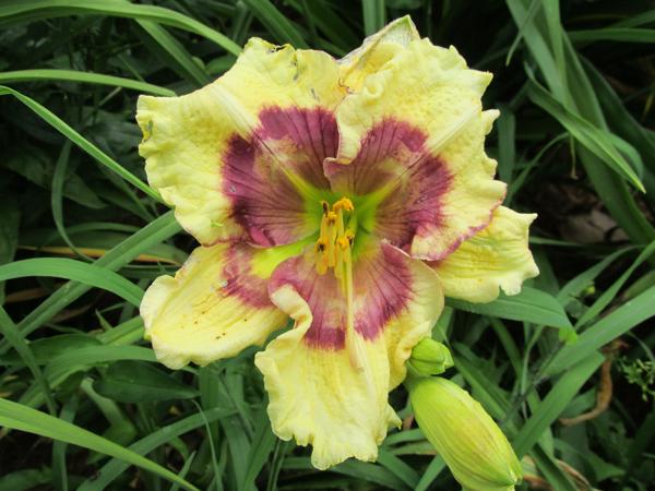 My seedling 11-108