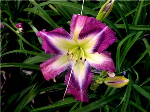 Daylily Tie-dye Illusion