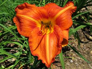 Tuscawilla Tigress (3)