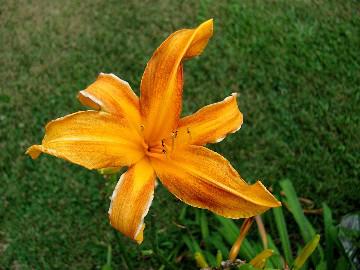 'Picotee Pumpkin'