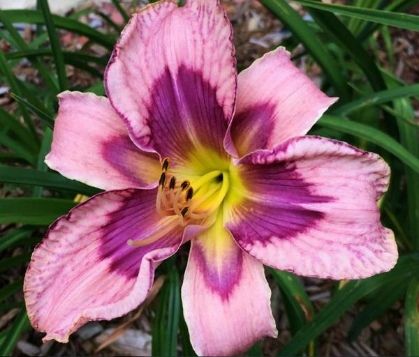 Vertical Horizon
